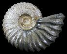 Acanthohoplites Ammonite Fossil - Caucasus, Russia #30077-1